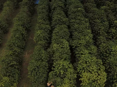 Com café em alta, SP abre as portas do maior cafezal urbano do mundo