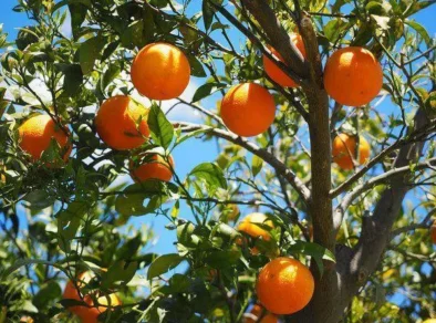 IAC completa 137 anos com nova patente de método inovador para retardar o amadurecimento de frutos