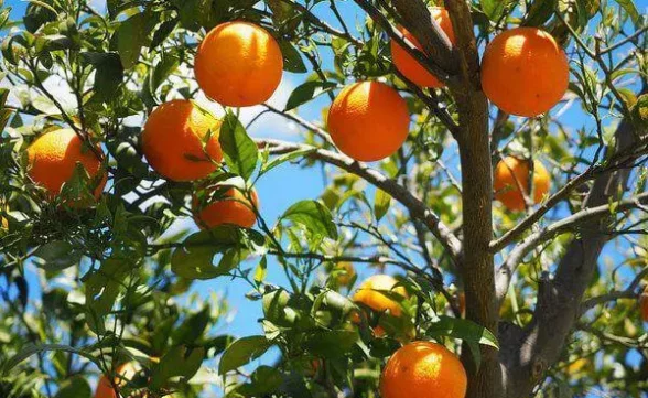 IAC completa 137 anos com nova patente de método inovador para retardar o amadurecimento de frutos
