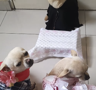 Casamento de Chihuahuas com tema junino diverte e encanta a internet