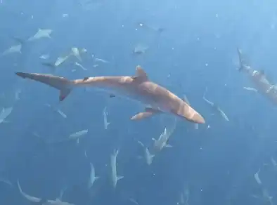 Pesquisadores encontram cardume com mais de 100 tubarões em São Sebastião