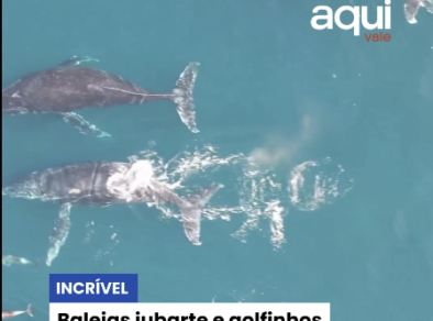 Baleias jubarte e golfinhos nadam juntos em São Sebastião