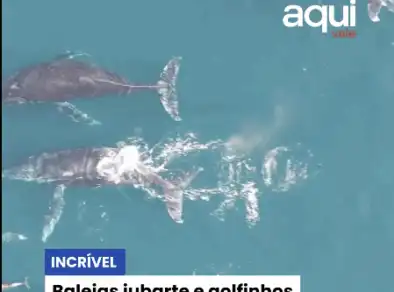 Baleias jubarte e golfinhos nadam juntos em São Sebastião