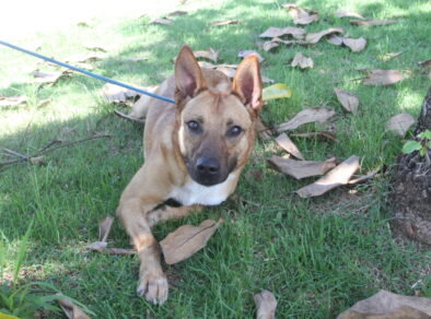 Evento de Adoção de Pets acontece neste sábado (8), no Parque da Cidade de Jacareí