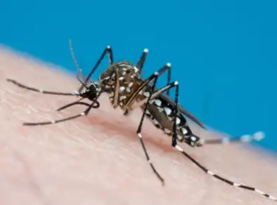 Com quase 100 mortes por Dengue, São José tem 73,8 mil casos confirmados em 6 meses