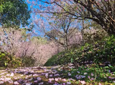 53ª Festa da Cerejeira de Campos do Jordão já tem data marcada