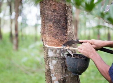 Secretaria de Agricultura de SP anuncia novas medidas para retomada da produção de borracha natural no estado