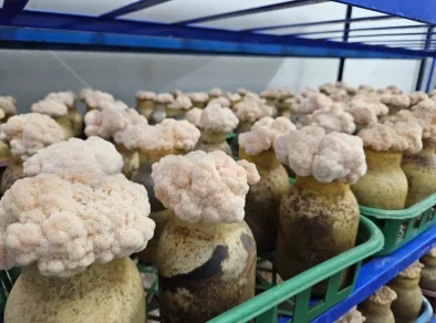 Secretaria de Agricultura Paulista participa com cogumelos da Apta regional ao prêmio Melhores da Gastronomia 2024