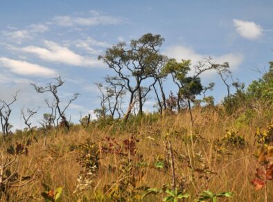 Bioma mais devastado do País, Cerrado conta com lei de proteção aprovada pela Alesp há 15 anos