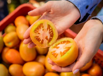 Hortitec 2024: lançamentos para produção de hortifrúti são destaque no evento