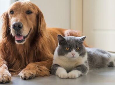 Meu Pet: Governo de SP inaugura clínica veterinária de atendimento gratuito em Santa Bárbara D’Oeste