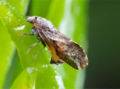Incidência de greening em lavouras de cítricos cresce 56% e pesquisadores seguem em busca de conter a doença
