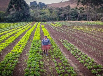 Nova Resolução da Secretaria de Agricultura tem o objetivo de triplicar o número de CARs no Estado