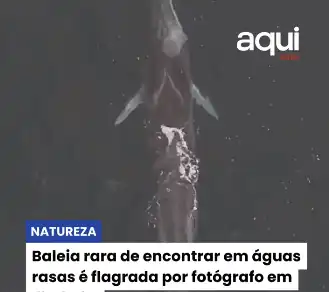 Baleia rara de encontrar em águas rasas é flagrada por fotógrafo em Ilhabela