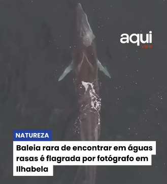 Baleia rara de encontrar em águas rasas é flagrada por fotógrafo em Ilhabela