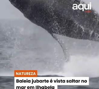 Baleia jubarte é vista saltar no mar em Ilhabela