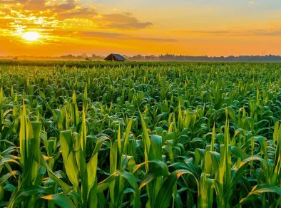 Milho+SP: Secretaria de Agricultura de São Paulo participa de evento em Cândido Mota