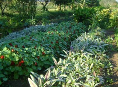 Produtores de Orgânicos de Assis e Região buscam capacitação em sistemas agroflorestais da Apta Regional