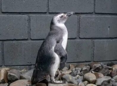 Pinguins da Patagônia aparecem no Litoral Norte e iniciam temporada de visitas