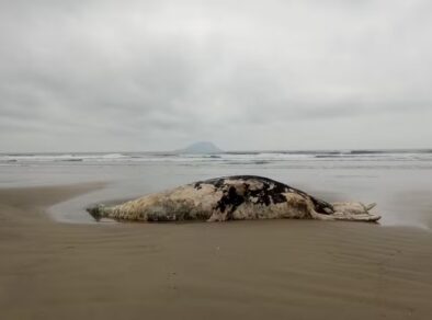 Baleias-jubarte são encontradas mortas em Ubatuba e São Sebastião