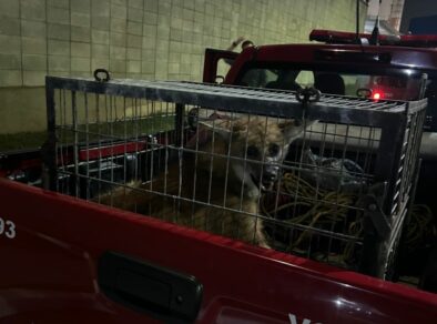 Bombeiros resgatam lobo-guará no aeroporto de São José dos Campos