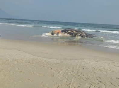 Baleia é encontrada morta na Praia de Guaecá em São Sebastião