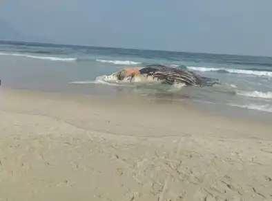 Baleia é encontrada morta na Praia de Guaecá em São Sebastião