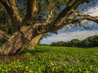 Caixa, Bid, BB e BNDES planejan ETF Amazônia para todos