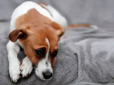Envenenamento em pet: saiba quais são os primeiros socorros nesses casos
