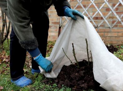 Os fertilizantes no cuidado com as plantas durante o inverno