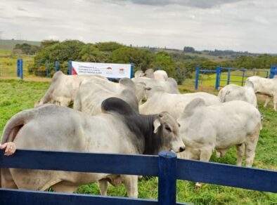 Dia Nacional do Pecuarista: cresce participação feminina no setor que movimenta a economia do País