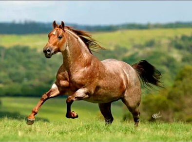 Governo de SP participa da abertura da maior competição equestre da raça Quarto de Milha do País