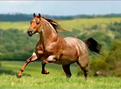 Governo de SP participa da abertura da maior competição equestre da raça Quarto de Milha do País
