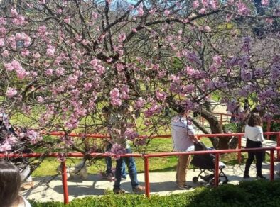 ABERTA AO PÚBLICO: Vem aí a “1ª Festeja Campos”, neste final de semana, no Parque da Cerejeira de Campos do Jordão