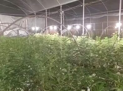 Três pessoas são presas e uma morre baleada em fazenda com 28 mil pés de maconha em Jacareí