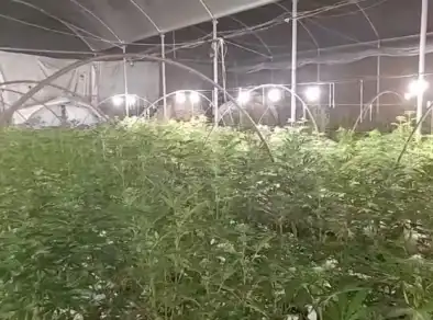 Três pessoas são presas e uma morre baleada em fazenda com 28 mil pés de maconha em Jacareí