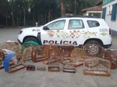 Homem toma multa de R$ 12 mil por manter 24 aves em cativeiro em São José