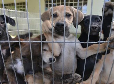 CCZ de São José realiza feira de adoção de cães e gatos