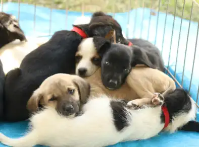 CenterVale Shopping vai sediar 4ª Feira de Audoção em parceria com a ONG Instituto Marilu Godoi