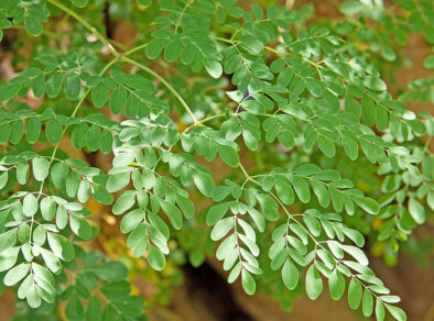 Moringa pode ser ótima alternativa de forragem alimentar para ruminantes na seca