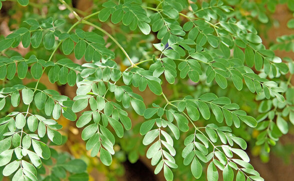 Moringa pode ser ótima alternativa de forragem alimentar para ruminantes na seca