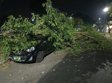 Carro é danificado após queda de galho de árvore