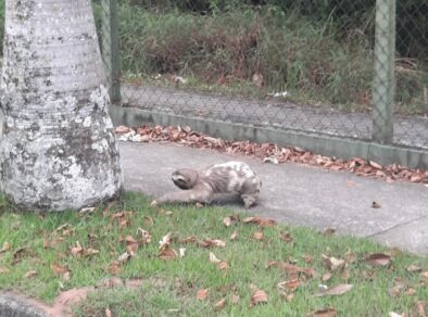 Bicho-preguiça é flagrado em avenida do Urbanova em São José