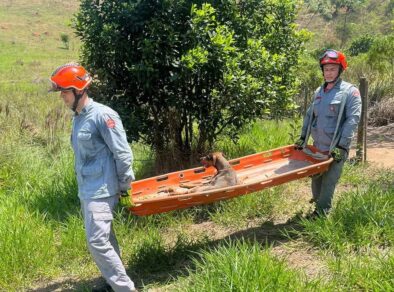 Após cair em ribanceira de 50 metros, cadela vira-lata com deficiência é resgatada pelos Bombeiros