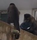 Macaco rouba bolo de apartamento no Rio de Janeiro