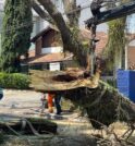 Galho de árvore cai e atinge carro na Av. Anchieta em…