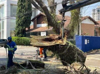 Galho de árvore cai e atinge carro na Av. Anchieta em São José dos Campos