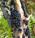 Maior fazenda de jabuticaba do mundo, inova com “open food” direto do pomar