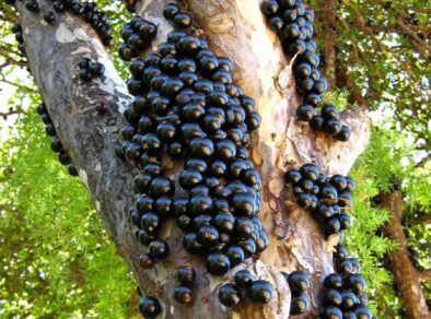 Maior fazenda de jabuticaba do mundo, inova com “open food” direto do pomar