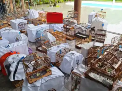 Polícia apreende quase 100 pássaros em campeonato irregular em São Sebastião